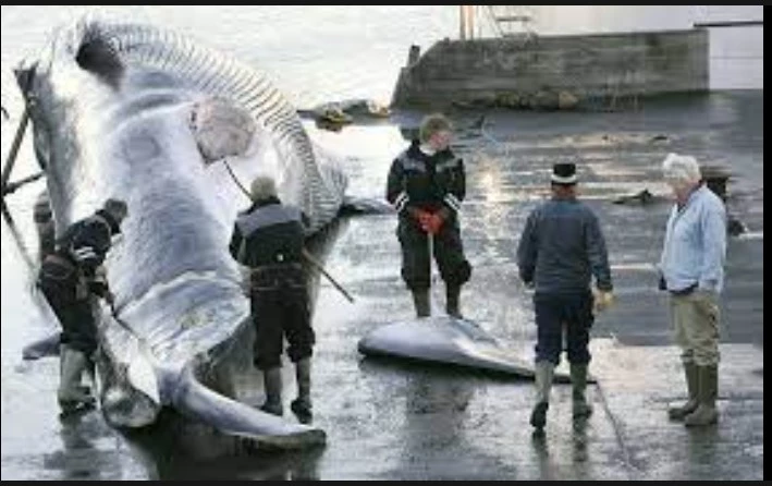 Iceland whalers kill first fin whales of season