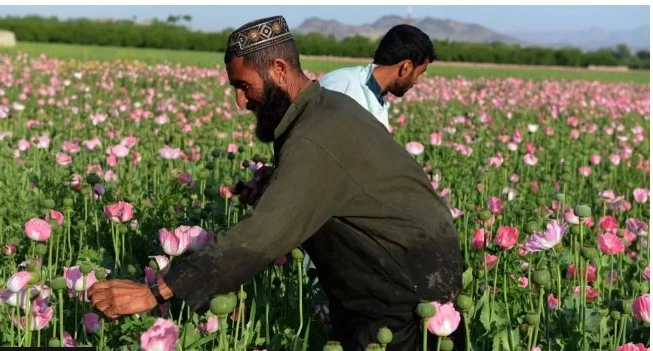 'Drastic' rise in meth trade in Afghanistan after opiate ban: UN