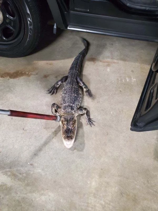 Chinese city hunts for crocodiles on the loose