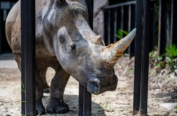 Rhino kills keeper, injures another in Austria zoo