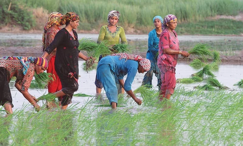 Rice price spike offers preview of climate food disruption