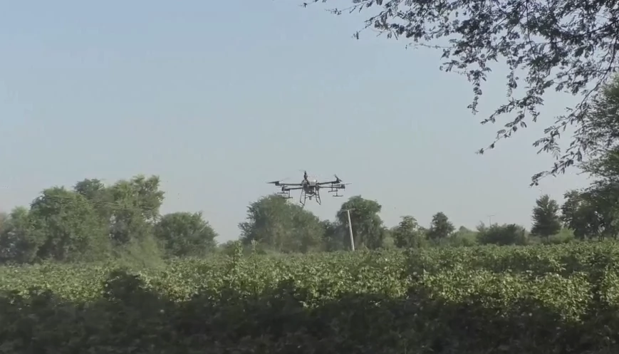 Anti-whitefly combat continues: Army copters and drones spray in Jampur