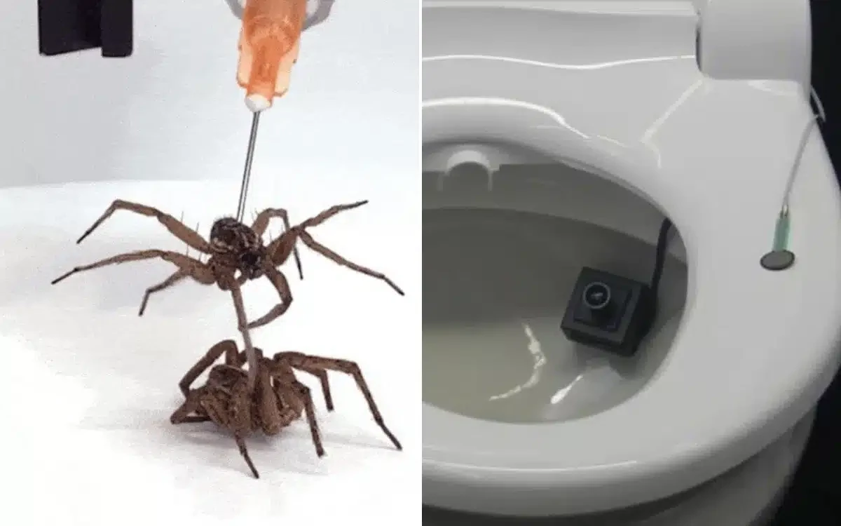 Dead spider claws and 'anal-print' toilets: 2023's Ig Nobels