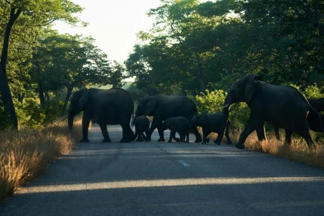 Water shortage drives elephant migration from Zimbabwe