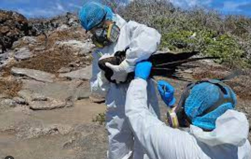 Avian flu hits bird paradise of Galapagos Islands