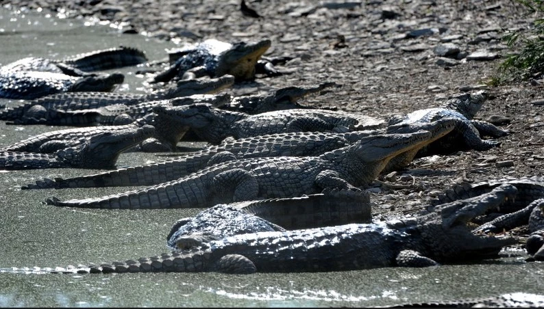 Dozens of escaped Chinese crocodiles all captured