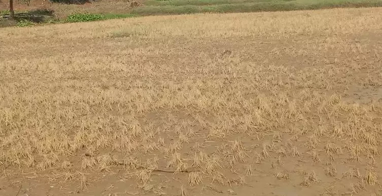 Paddy crop drying up in ‘leaf curler’ attacks in Sindh cities