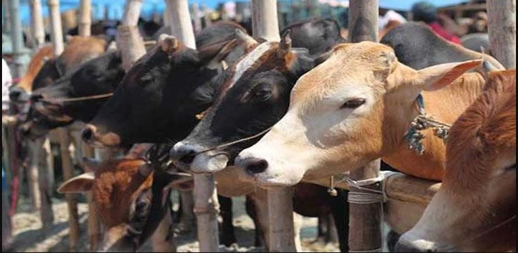 Lahore witnesses sharp increase in cattle theft