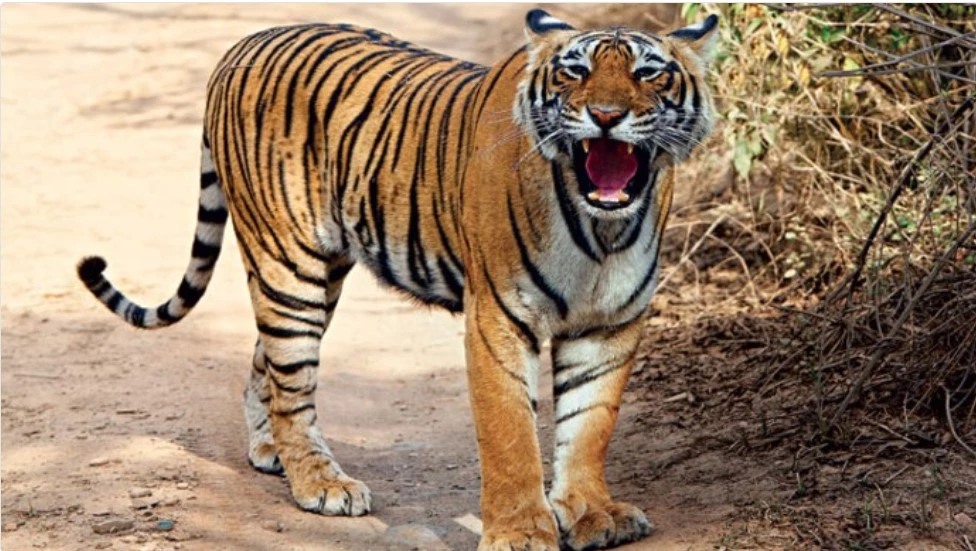 Tiger strays into Parachinar bazaar, injures two