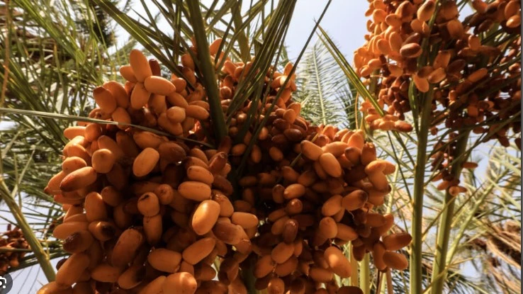 Sudan's vital date industry struggles in war-decimated economy