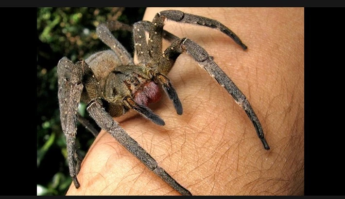 Brazil's banana spider aids erectile dysfunction treatment