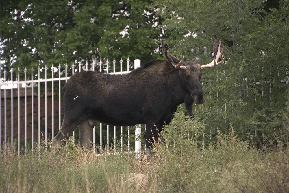 Moose shot dead after bringing Stockholm metro line to halt