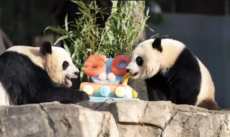 Washington says goodbye to pandas