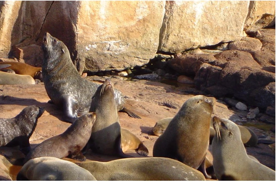 Bird flu kills 400 seals, sea lions in Uruguay