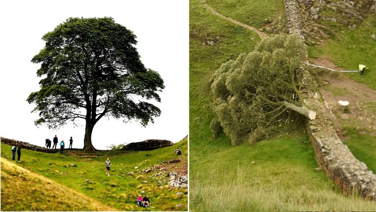 One of Britain's most famous trees 'deliberately felled'