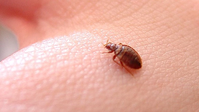 France launches battle plan against bedbug invasion