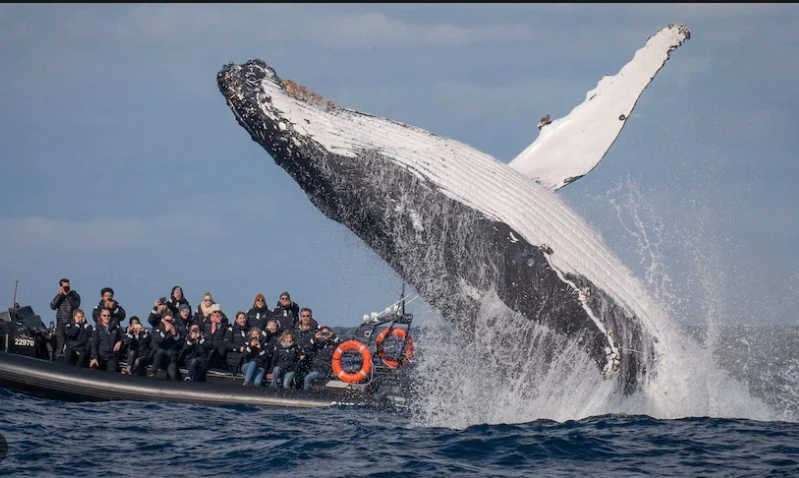 Man dead after whale strikes boat off Australia