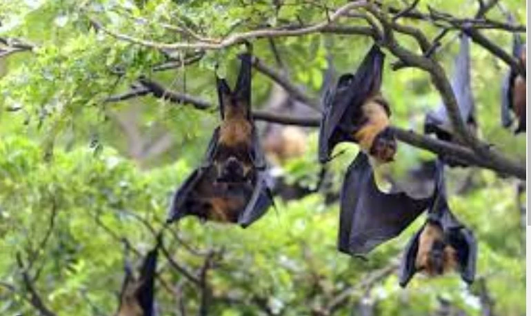 Punjab declares high alert as Nipah Virus threat looms large