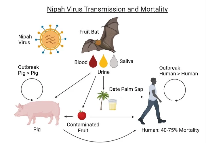 Sindh health dept issues high alert for Nipah virus