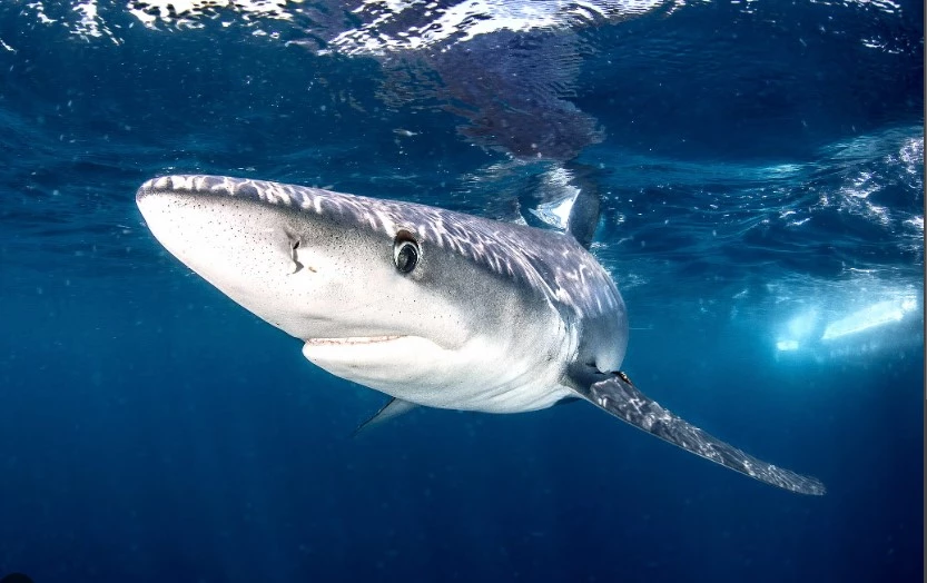 Climate change draws great white sharks north, threatening ecosystem