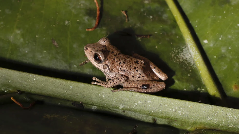 Climate change primary driver of amphibian decline: study