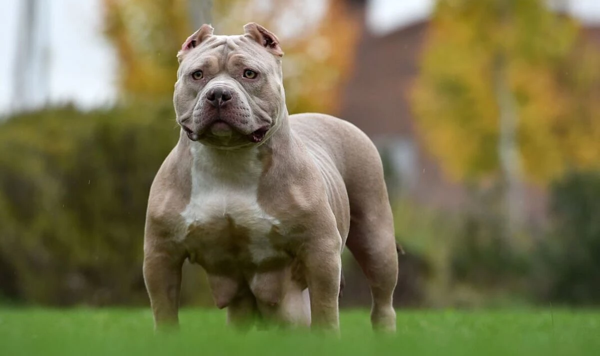 UK government urged to tackle 'killer' XL bully dogs