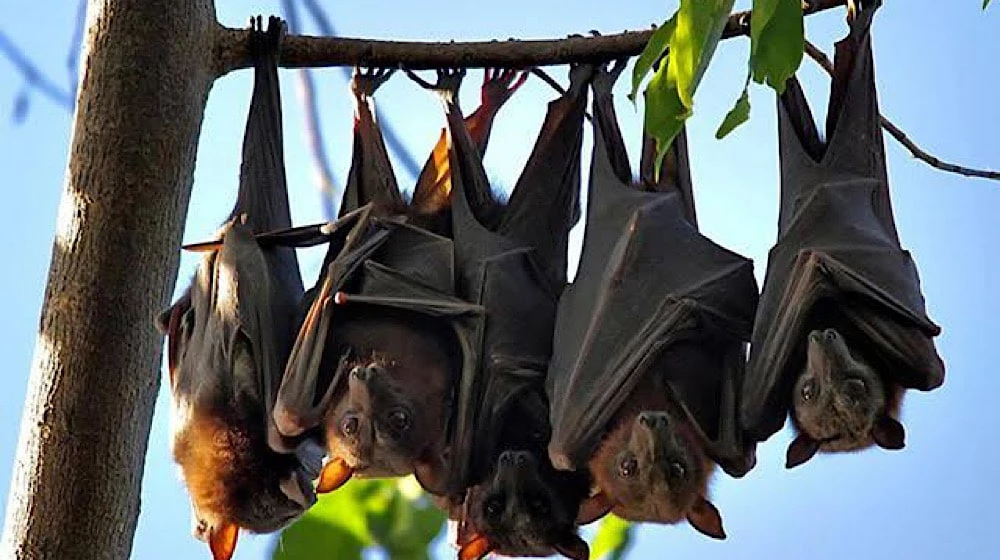 NIH issues alert as Nipah Virus threat looms over Pakistan