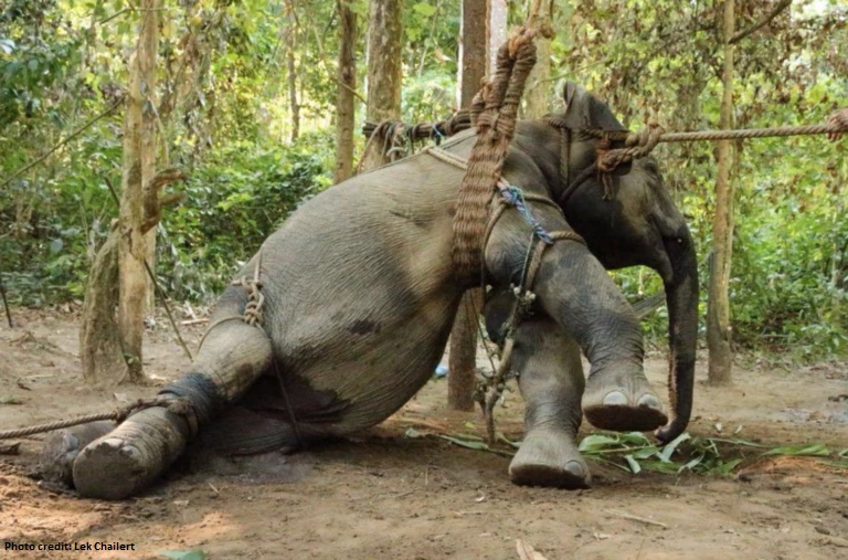 Elephant slaughtered and eaten in DR Congo