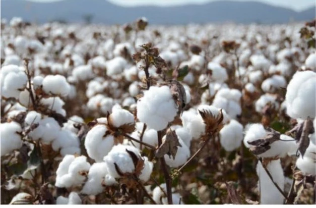 Cotton price again drops by Rs500 in Sindh and Punjab