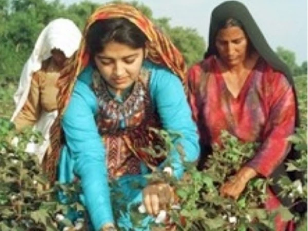 CM Naqvi pays tributes to rural women on their day