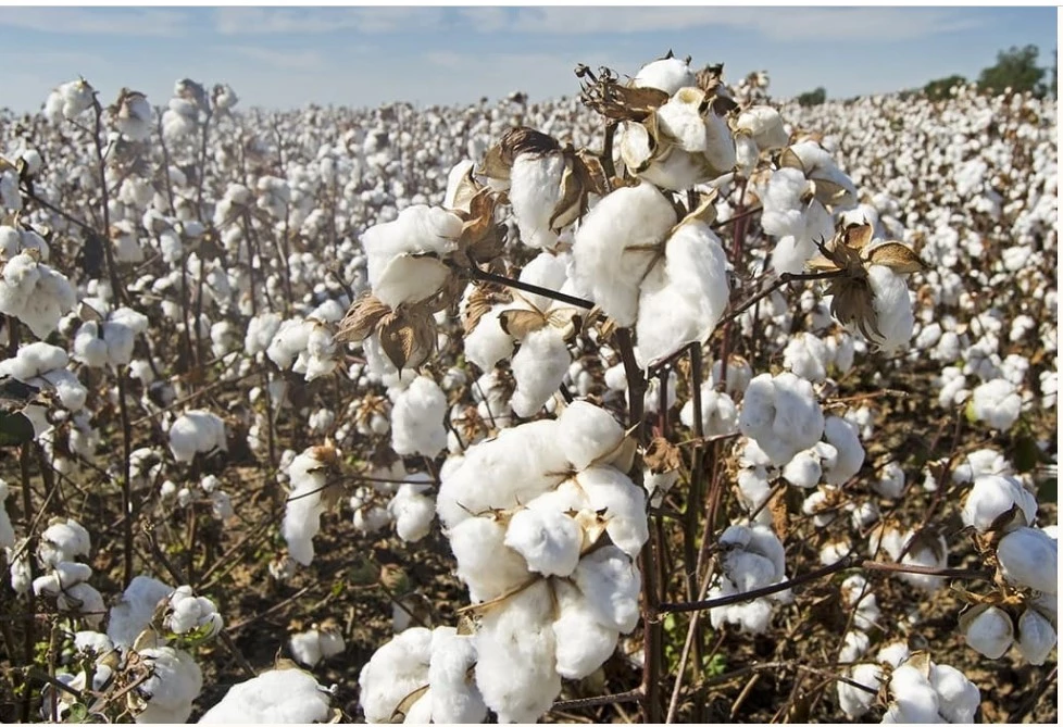 Punjab CM, food minister agree to stabilize cotton price in collaboration with TCP