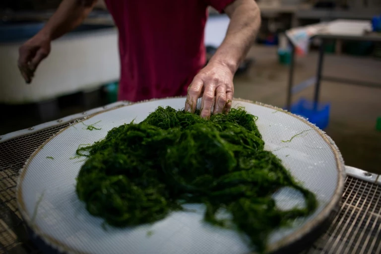 Back on the menu? Europeans once ate seaweed, research shows