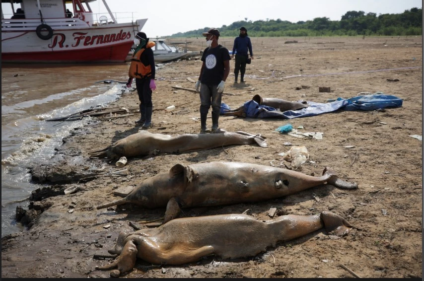 10% of dolphins killed as Amazon drought hits lake