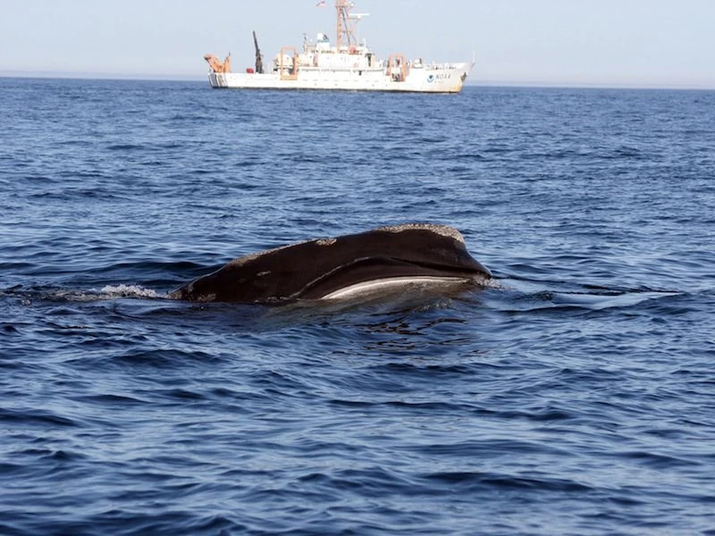 Speeding boats risk killing off North Atlantic right whales: study