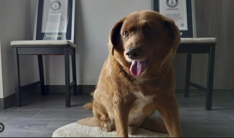 Bobi, known as the oldest dog in the world, dies aged 31