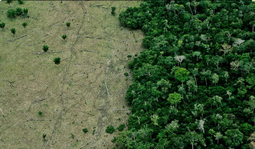 World 'failing' on pledge to stop deforestation by 2030