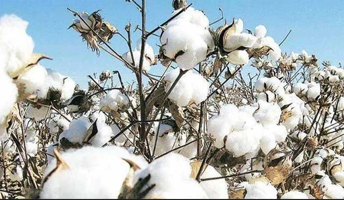 Cotton rate blossoms by Rs1,000 to Rs17,500 per 40kg