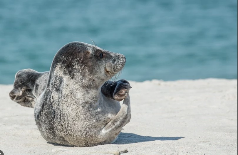 Bird flu kills more than 500 marine mammals in Brazil