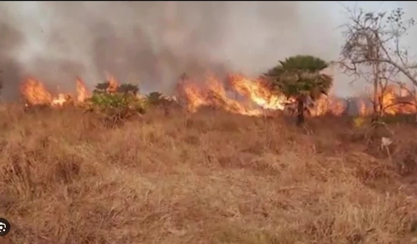 Bolivia forest fires shutter thousands of schools