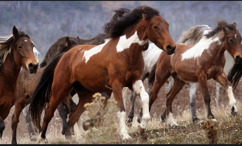 Australia to restart aerial shooting of wild horses