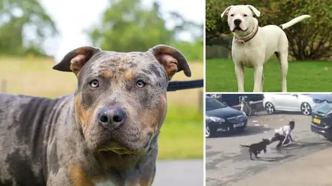 UK govt bans American XL bully dogs after fatal attacks