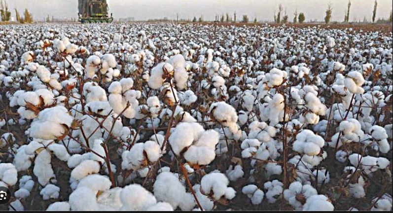 Cotton production swells 82% compared to last year