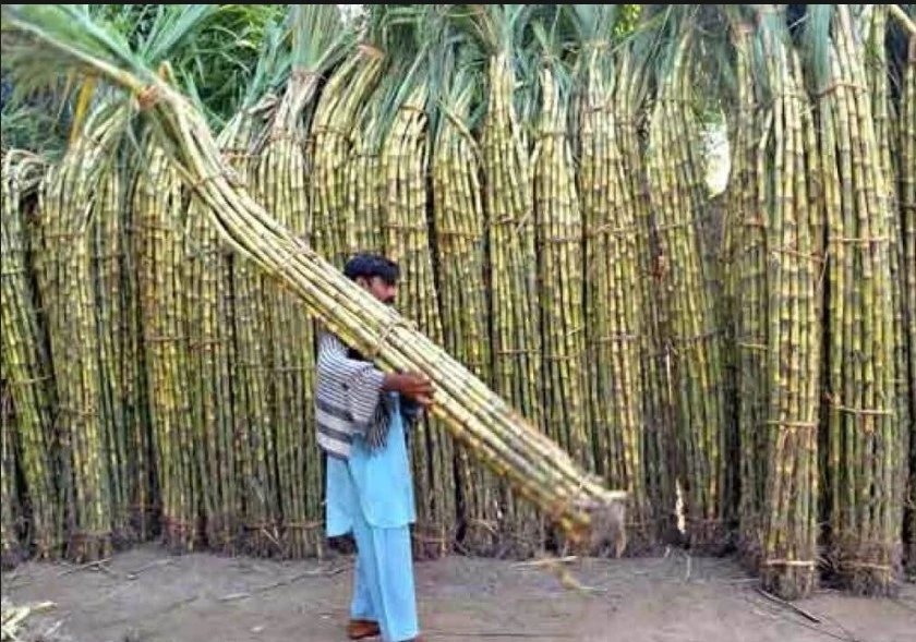 Sugarcane price surged before crushing season