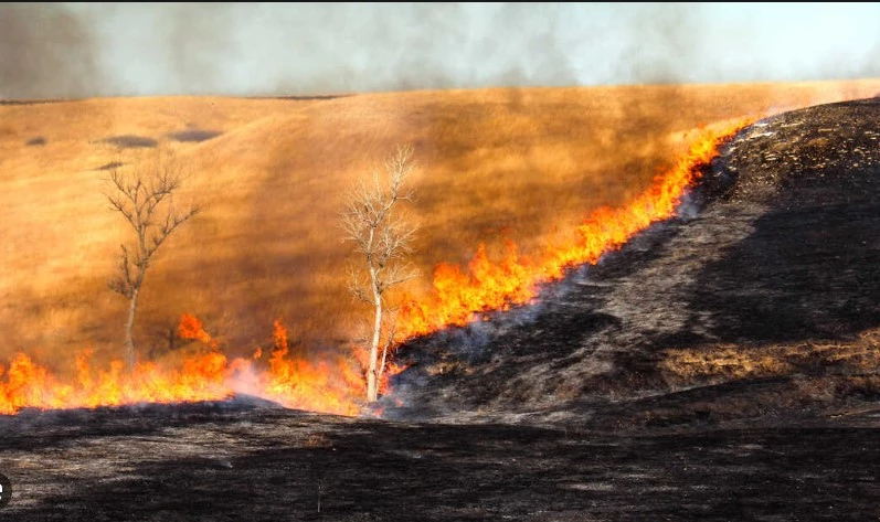 20-acre rice crop set on fire in Tangwani