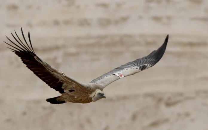 Birds of prey help Israel search for Hamas attack victims