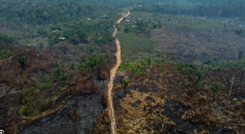 Deforestation in Brazilian Amazon down 22% in a year