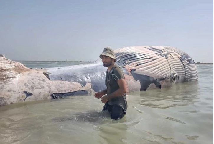 Gwadar fishermen find giant lifeless blue whale