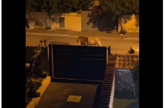 Circus lion breaks free, roams on streets of Italian town