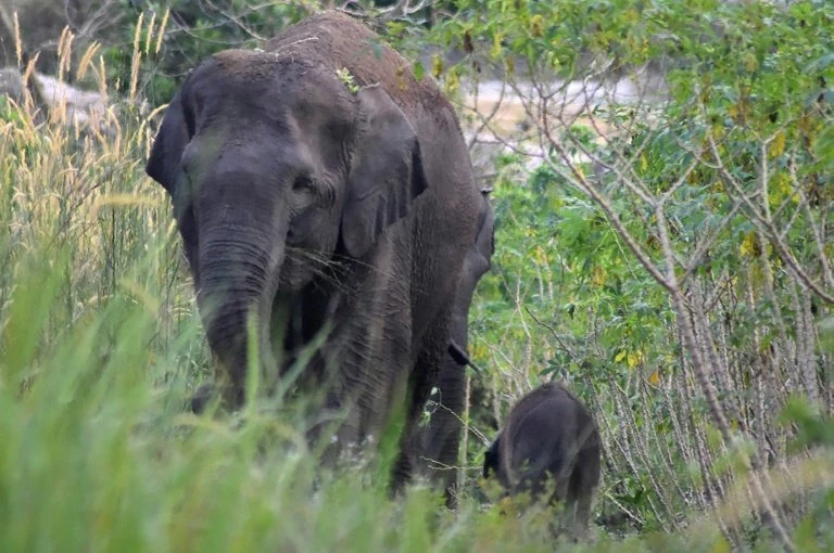 Critically endangered Sumatran elephant born in Indonesia