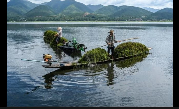 Myanmar's famed Inle Lake chokes on floating farms